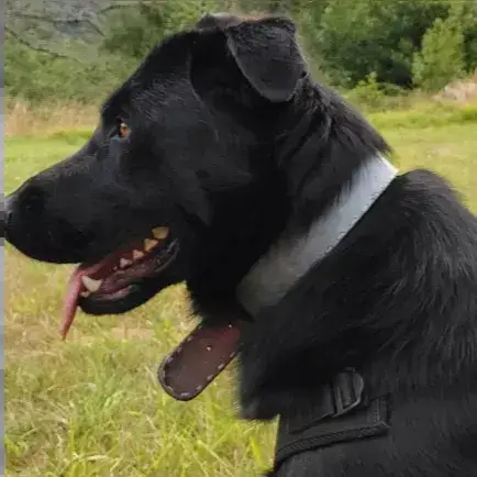 Usko