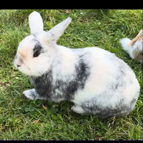 Ruben