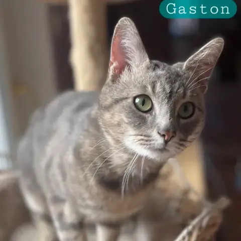 Gaston photo 2