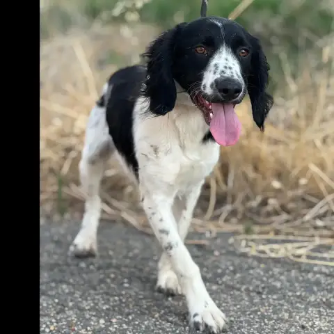 Domino photo 2