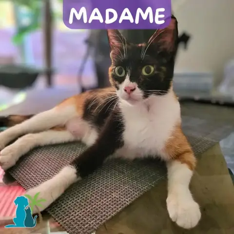 Madame