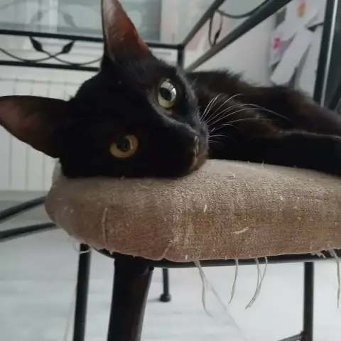 Myra
