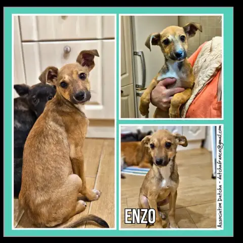 Enzo