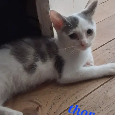 Thor