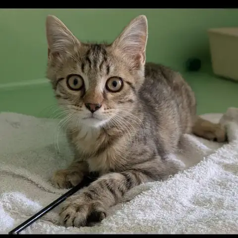 Berlioz photo 2