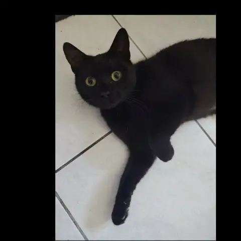 Pepita