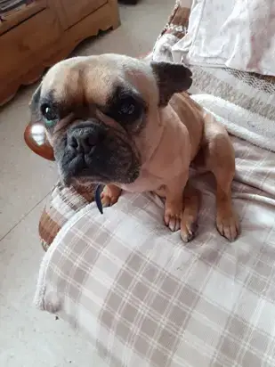 Jolie-Fleur