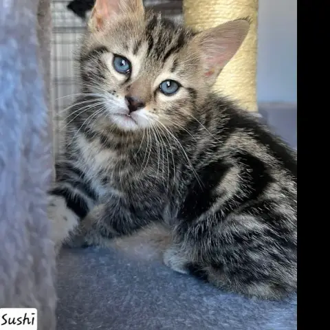 Sushi