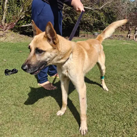 Fanjan Malinois photo 2