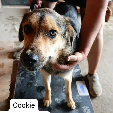 Cookie photo 3