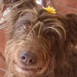 Lola