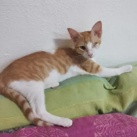 Ginger photo 2