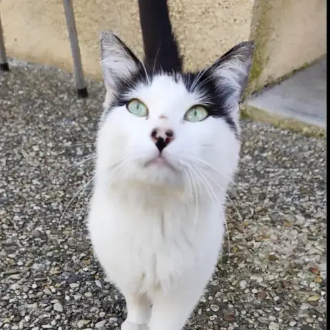 Cats photo 3