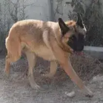 Ambar photo 3