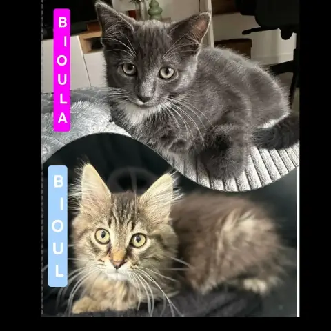 Bioul Et Bioula