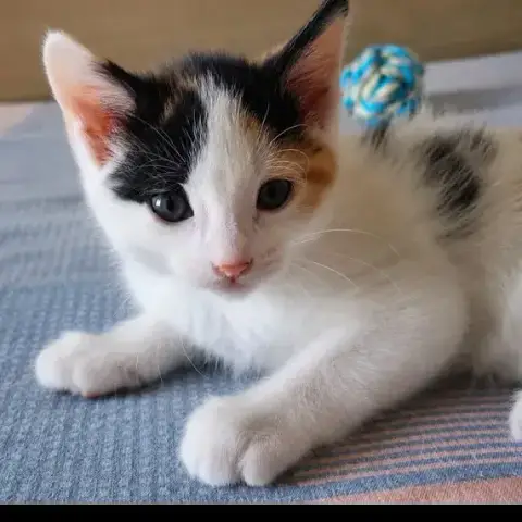 Ninette