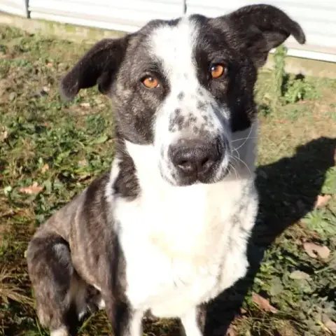 Mira photo 2