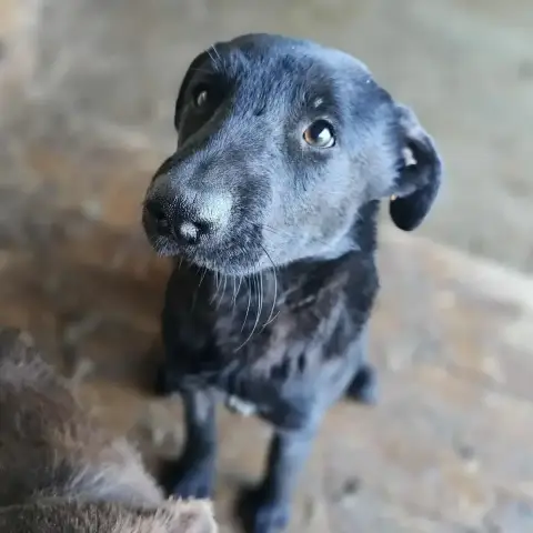 Cooper