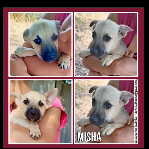 Misha