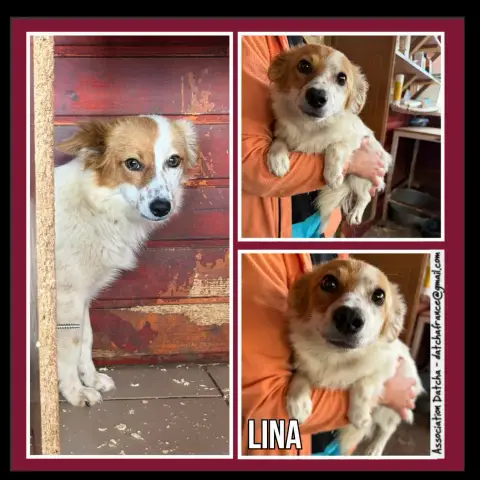 Lina