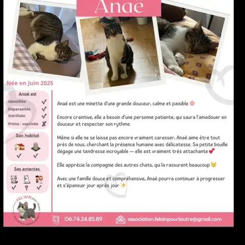 Anaë