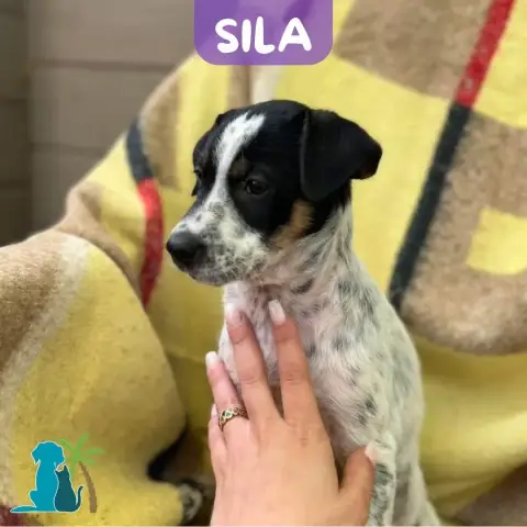 Sila