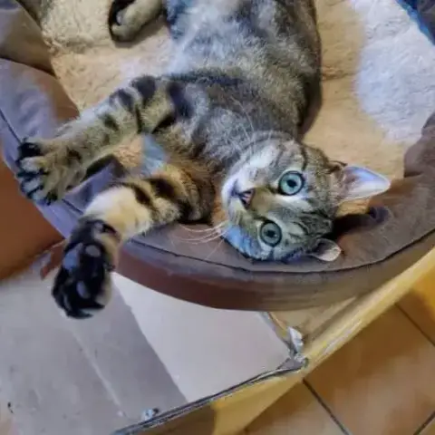 Valentin