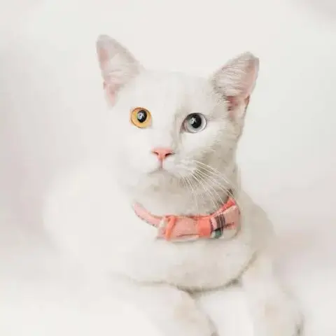 Mimi Toto photo 2