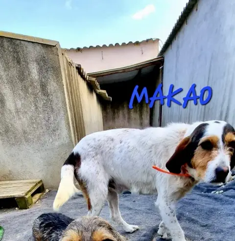Makao