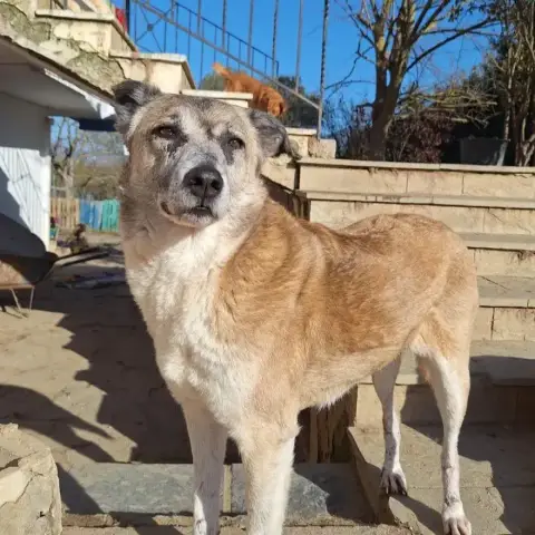 Kira
