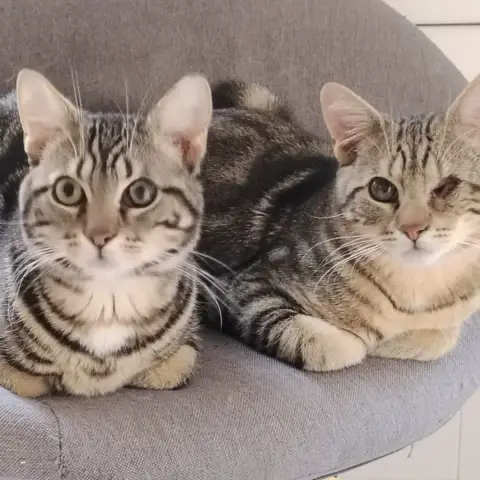 Pirate Et Nelson