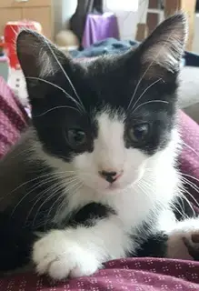 Ferdinand