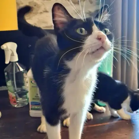 Molly