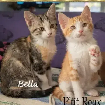 Bella Et P'Tit Roux