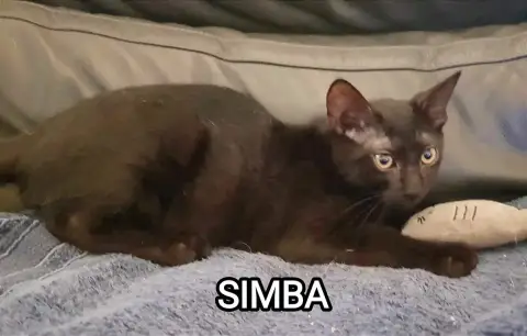 Simba