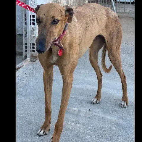 Candela Galga photo 3