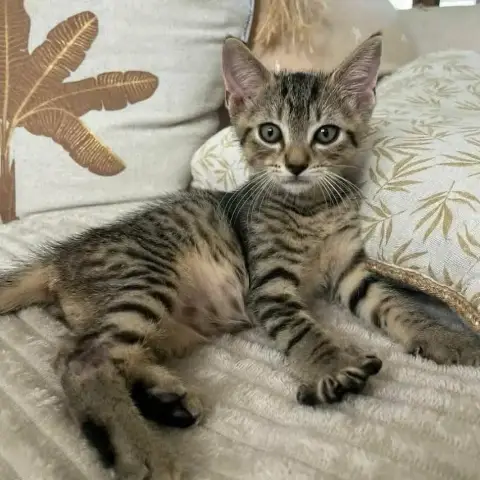 Bambi