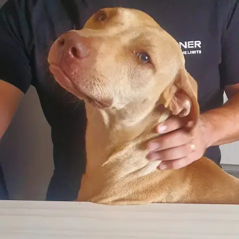 Scooby