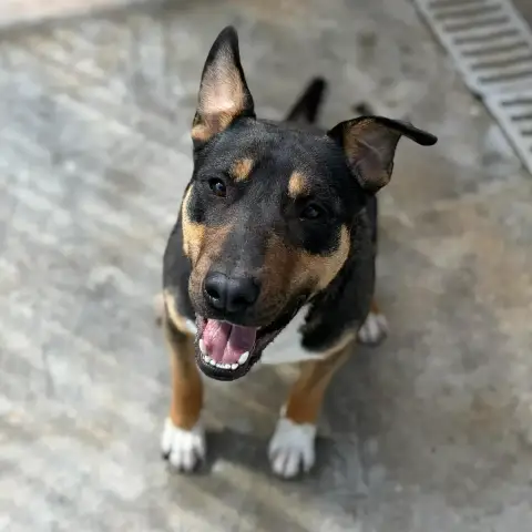 Onyx