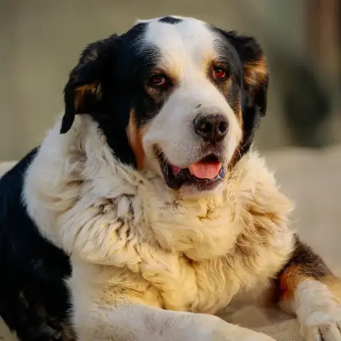 Marshall