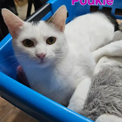 Poukie photo 2