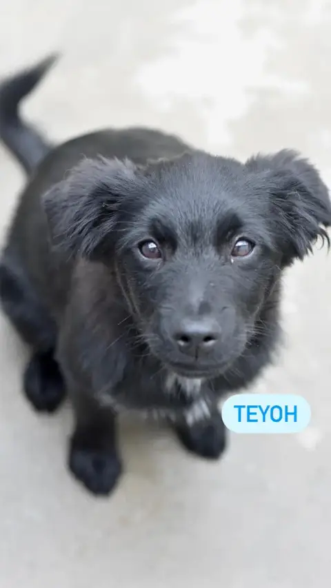 Teyoh