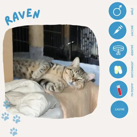 Raven