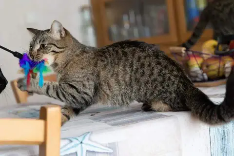 Plume photo 3