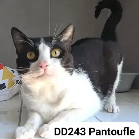 Pantoufle