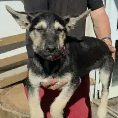 Zoe