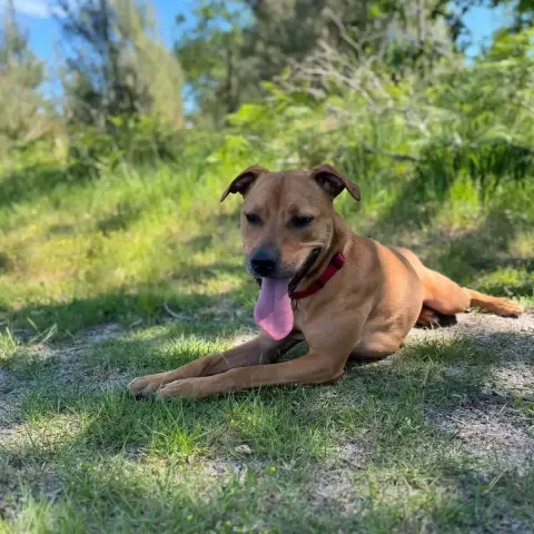 Nala