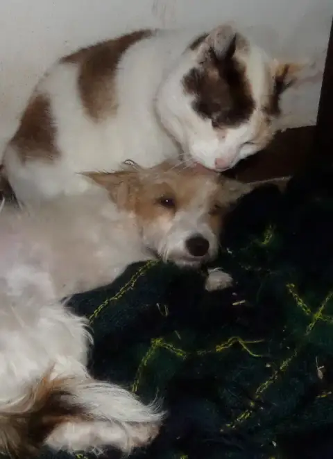 Parrainage D'Un Chat Ou D'Un photo 3