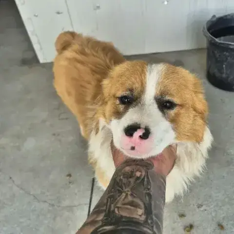 Kiss