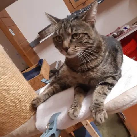 Hubert